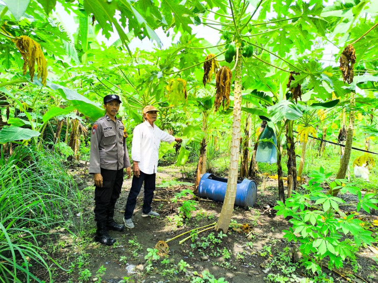 Personel Polsek Taman Tinjau Pekarangan Pohon Pisang dan Pepaya Dukung Ketahanan Pangan