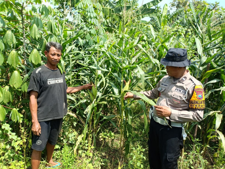 Polsek Balongbendo Dukung Program Pekarangan Pangan Bergizi Tanaman Jagung di Desa Seketi
