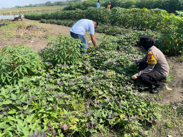 Polwan Dampingi Warga Rawat Tanaman Singkong dan Kacang Tanah di Desa Pulungan
