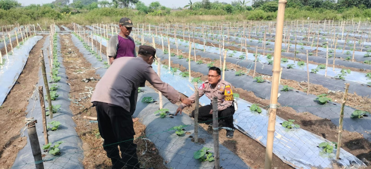 Kapolsek Tarik Dukung Ketahanan Pangan Polresta Sidoarjo Turunkan Bhabinkamtibmas Cek Lahan Semangka