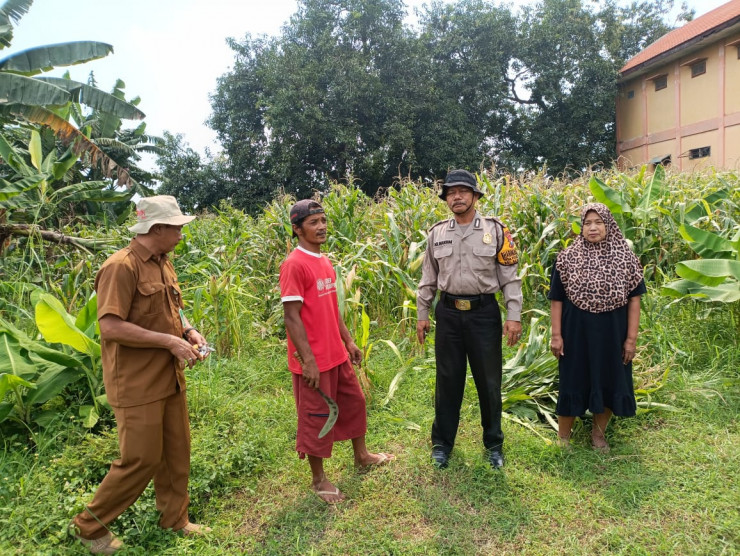 Sinergi Polisi dan Warga, Tanaman Jagung di Lahan P2B Desa Penambangan Dukung Program Ketahanan Pangan