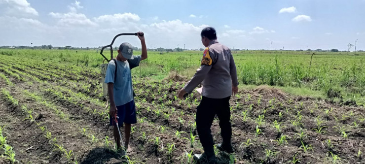 Polsek Tarik Gelar Patroli Lahan Jagung Dukung Ketahanan Pangan