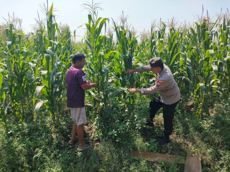 Bhabinkamtibmas Desa Bulang Pantau Perkembangan Jagung Dukung Ketahanan Pangan