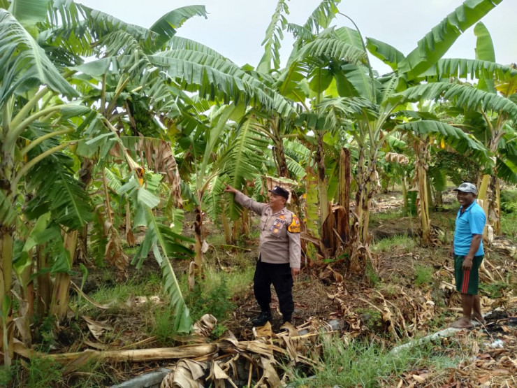Dukung Ketahanan Pangan, Bhabinkamtibmas Cek Lahan P2B Bumdes Pangkemiri Tulangan