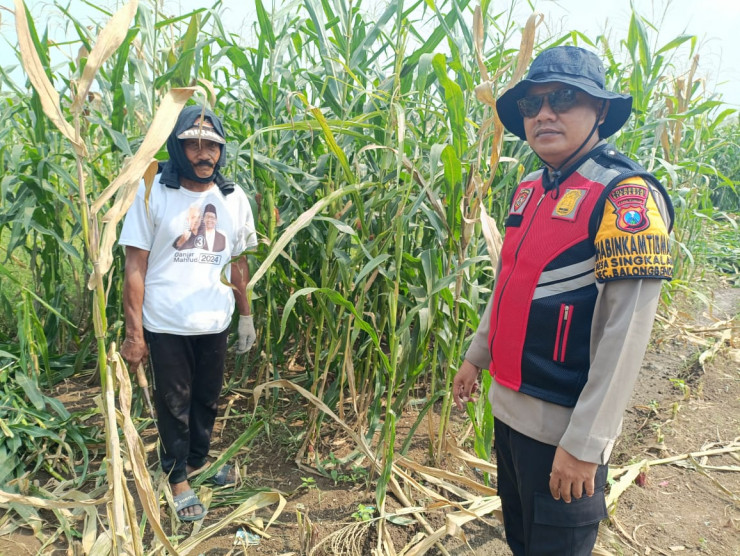 Bhabinkamtibmas Singkalan Laksanakan Patroli Ketahanan Pangan di Lahan Jagung