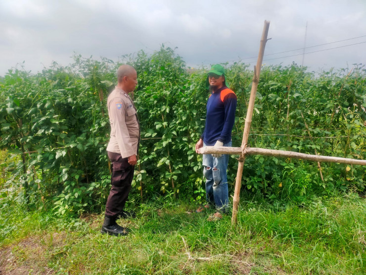 Bhabinkamtibmas Kemantren Tinjau Perkebunan Kacang Panjang Dukung Ketahanan Pangan