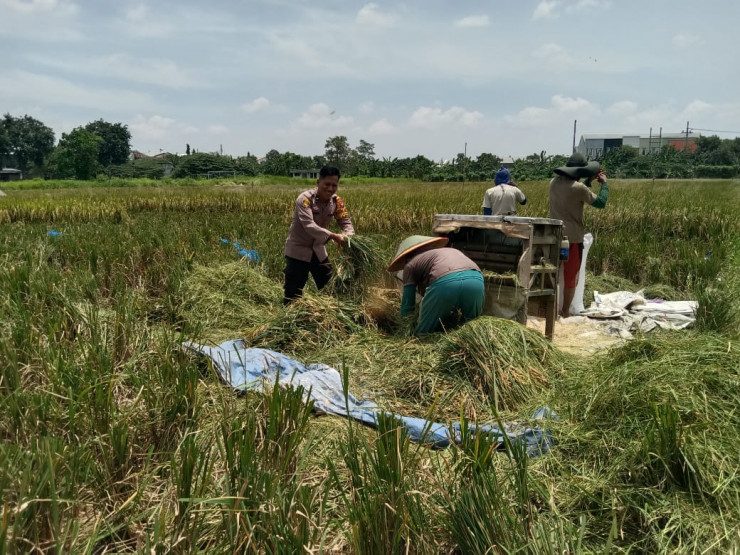 Bhabinkamtibmas Desa Banjarsari Apresiasi Panen Padi Warga sebagai Wujud Keberhasilan Ketahanan Pangan