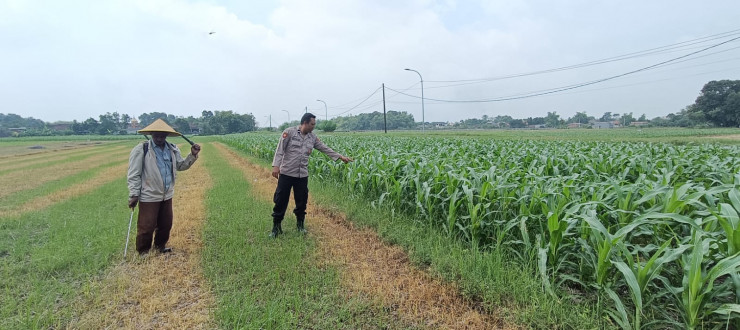 Polsek Tarik Patroli Lahan Jagung Dukung Swasembada